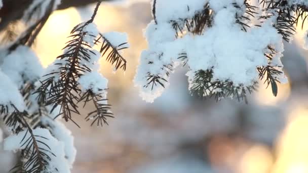 Χειμερινό Δάσος Χνουδωτό Χιόνι Στα Κλαδιά Κωνοφόρων Δέντρων Ηλιοβασίλεμα Στο — Αρχείο Βίντεο