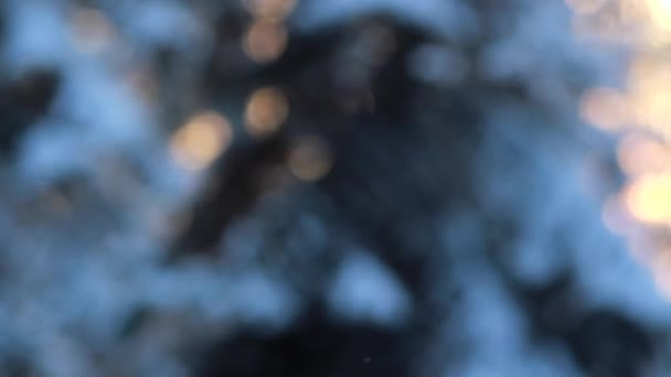 Χειμερινό Δάσος Χνουδωτό Χιόνι Στα Κλαδιά Κωνοφόρων Δέντρων Ηλιοβασίλεμα Στο — Αρχείο Βίντεο