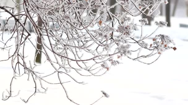 Зимовий Пейзаж Засніжений Парк Красивими Деревами Вкритий Калюжами Різдвяна Картина — стокове відео