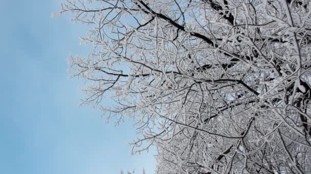 Winterlandschaft Ein Schneebedeckter Park Mit Schönen Bäumen Die Mit Raureif — Stockvideo