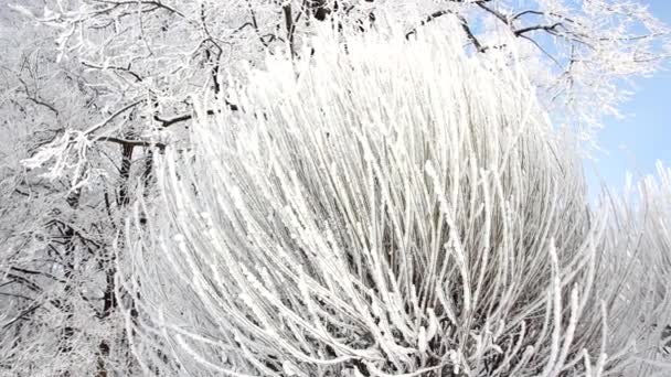 Paesaggio Invernale Parco Innevato Con Bellissimi Alberi Coperto Brina Quadro — Video Stock