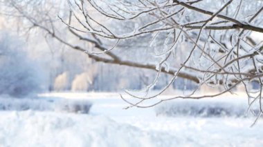 Kış manzarası. Güzel ağaçlarla kaplı karla kaplı bir park. Ağaç donuyla kaplı. Bir Noel resmi - bir kış ormanı, bir peri masalı parkında güneşli bir gün.
