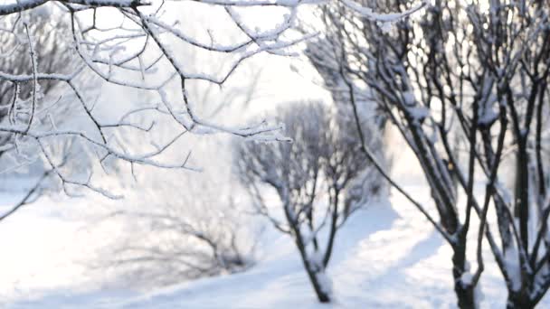 서리로 아름다운 나무들로 눈덮인 크리스마스 공원의 — 비디오