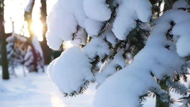 Kış Ormanı Kozalaklı Ağaçların Dallarında Yumuşacık Kar Kar Yağışı Sırasında — Stok video
