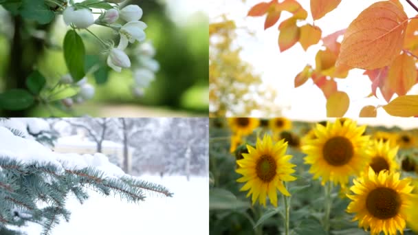 季節の異なる時期に自然のイメージとのコラージュ 美しいコラージュ 4シーズン — ストック動画