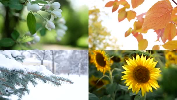 Jahreszeiten Collage Mit Dem Bild Der Natur Verschiedenen Jahreszeiten Eine — Stockvideo