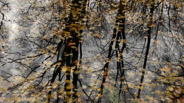 Herfstlandschap Herfst Bladeren Drijven Water Lucht Wolken Weerspiegeld Rivier Waarop — Stockvideo