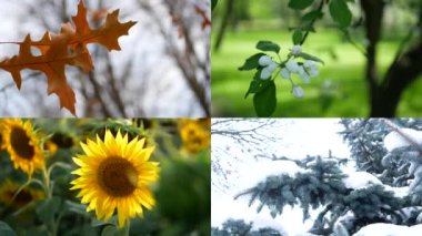 Mevsimler, kolaj - yaz, sonbahar, kış, bahar. Kış manzarası 16 Şubat 2021 'de Rusya' da, St. Petersburg, Yekateringof Park 'ta, Liflyandskaya caddesinde 12 numaralı evde çekildi..