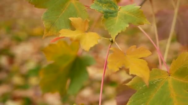 Φθινοπωρινό Δάσος Φθινοπωρινό Τοπίο Πορτοκαλί Κίτρινα Φύλλα Σφενδάμου Τρέμουν Στον — Αρχείο Βίντεο