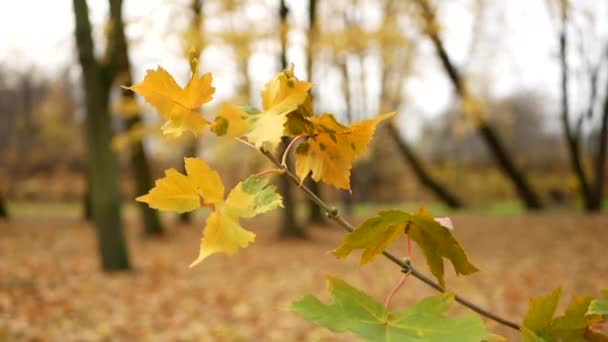 Outono Queda Folhas Dia Ensolarado Floresta Outono Outono Dourado Folhas — Vídeo de Stock
