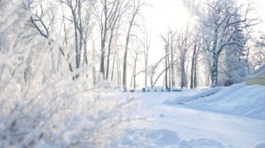 Kış manzarası. Güzel ağaçlarla kaplı karla kaplı bir park. Ağaç donuyla kaplı. Bir Noel resmi - bir kış ormanı, bir peri masalı parkında güneşli bir gün.