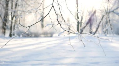 Kış manzarası. Güzel ağaçlarla kaplı karla kaplı bir park. Ağaç donuyla kaplı. Bir Noel resmi - bir kış ormanı, bir peri masalı parkında güneşli bir gün.