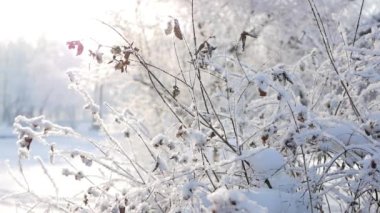 Kış manzarası. Güzel ağaçlarla kaplı karla kaplı bir park. Ağaç donuyla kaplı. Bir Noel resmi - bir kış ormanı, bir peri masalı parkında güneşli bir gün.