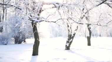 Kış manzarası. Güzel ağaçlarla kaplı karla kaplı bir park. Ağaç donuyla kaplı. Bir Noel resmi - bir kış ormanı, bir peri masalı parkında güneşli bir gün.