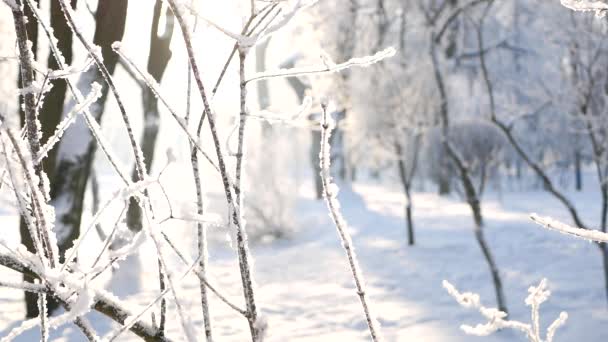 Kış Manzarası Güzel Ağaçlarla Kaplı Karla Kaplı Bir Park Ağaç — Stok video
