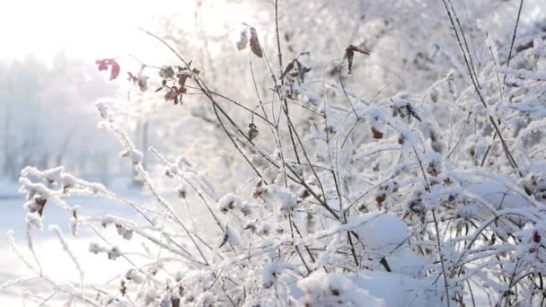 Paisaje Invernal Parque Cubierto Nieve Con Hermosos Árboles Cubierto Heladas — Vídeos de Stock