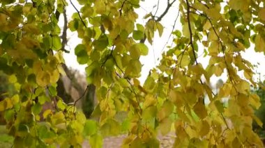 Sonbahar manzarası. Ağaçtaki yapraklar şehir parkının arka planında. Sonbahar ormanında güneşli bir gün.