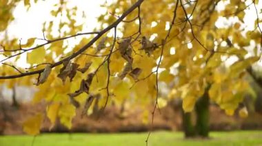 Sonbahar manzarası. Ağaçtaki yapraklar şehir parkının arka planında. Sonbahar ormanında güneşli bir gün.