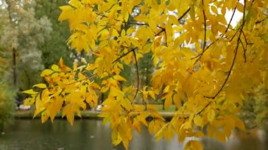 Sonbahar manzarası. Ağaçtaki yapraklar şehir parkının arka planında. Sonbahar ormanında güneşli bir gün.