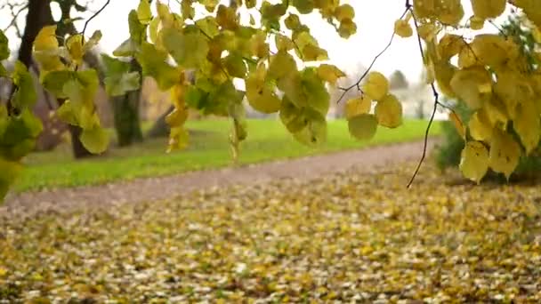 Herfst Landschap Mooie Bladeren Aan Een Boom Tegen Achtergrond Van — Stockvideo