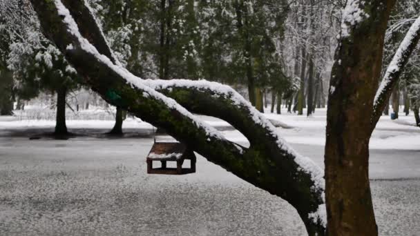 市内公園の早春 雪と雨 3月の雨の日 春の解凍 森の中の暗い日 — ストック動画