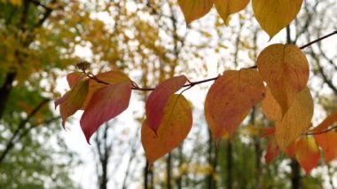 Sonbahar manzarası. Ağaçtaki yapraklar şehir parkının arka planında. Sonbahar ormanında güneşli bir gün.