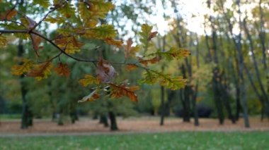 Sonbahar, yapraklar dökülüyor, sonbahar ormanlarında güneşli bir gün. Altın sonbahar - ağaçlarda renkli yapraklar, sonbahar boyunca renk ve ışık kaleydoskopu.