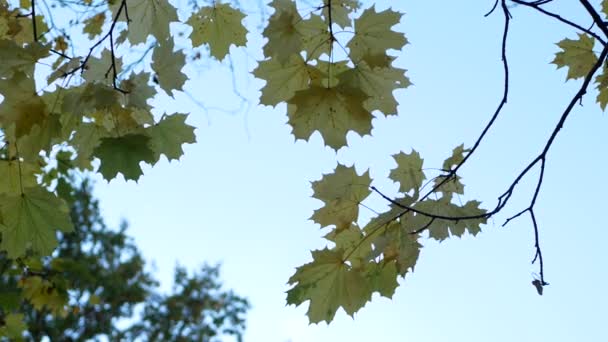 Bewolkte Dag Het Herfstbos Gekleurde Bladeren Aan Bomen Tijdens Bladval — Stockvideo