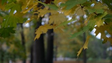 Sonbahar, yapraklar dökülüyor, sonbahar ormanlarında güneşli bir gün. Altın sonbahar - ağaçlarda renkli yapraklar, sonbahar boyunca renk ve ışık kaleydoskopu.