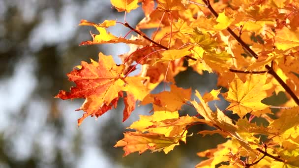 Höst Lövfall Solig Dag Höstskogen Gyllene Höst Färgglada Blad Träden — Stockvideo