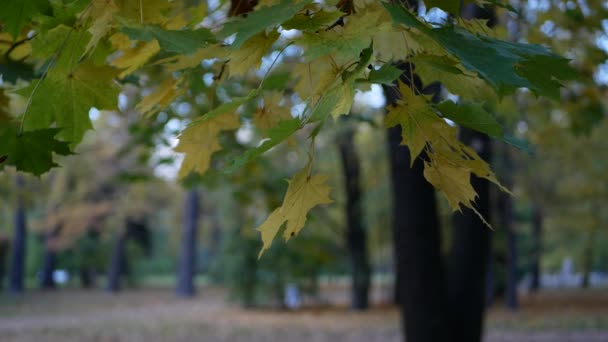 Chmurny Dzień Jesiennym Lesie Kolorowe Liście Drzewach Podczas Opadania Liści — Wideo stockowe