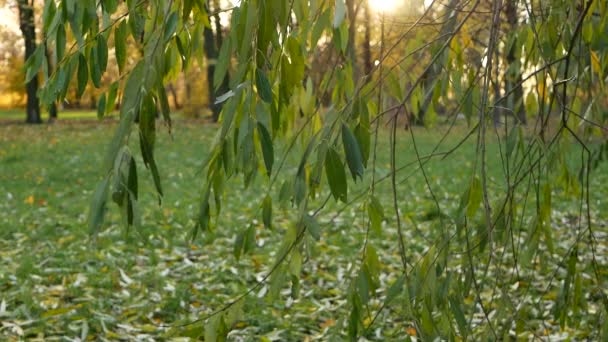 Autunno Autunno Fogliare Giornata Sole Nella Foresta Autunnale Autunno Oro — Video Stock