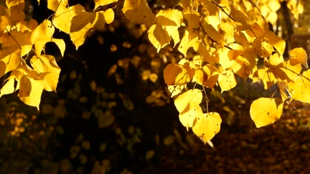 葉の秋 秋の森の中で晴れた日 黄金の秋 木々の上のカラフルな葉 秋の間の色と光の万華鏡 — ストック動画