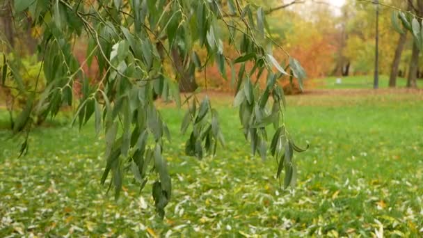 Autunno Autunno Fogliare Giornata Sole Nella Foresta Autunnale Autunno Oro — Video Stock