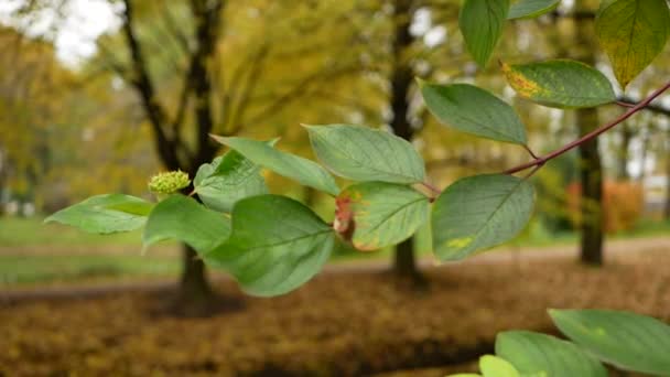 Autunno Autunno Fogliare Giornata Sole Nella Foresta Autunnale Autunno Oro — Video Stock