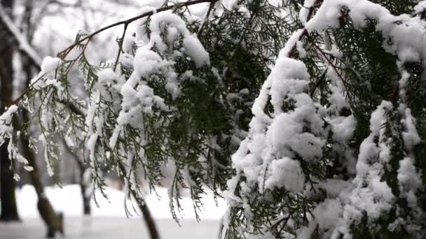 Ранняя Весна Городском Парке Снег Дождь Март Влажная Погода Весенняя — стоковое видео