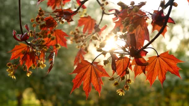 Bloeiende Esdoorn Boom Stralen Van Ondergaande Zon Lente Landschap Een — Stockvideo