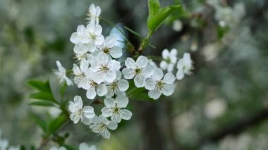 Bahar bahçesinde çiçek açan kiraz. Bahar manzarası - Sakura çiçek açtı.