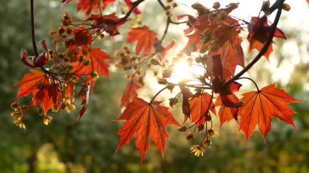 Цветущий Клен Лучах Заходящего Солнца Весенний Пейзаж Кленовое Дерево Ярко — стоковое видео