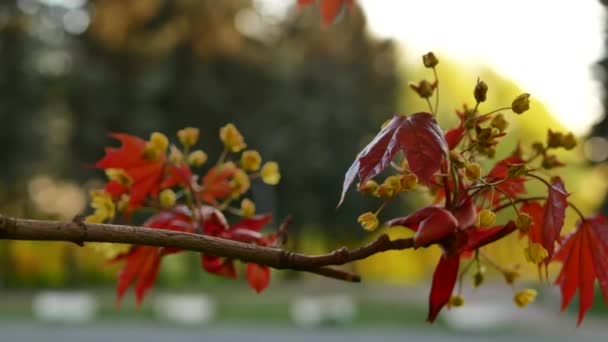 Batan Güneşin Altında Çiçek Açan Akçaağaç Bahar Manzarası Bir Bahar — Stok video