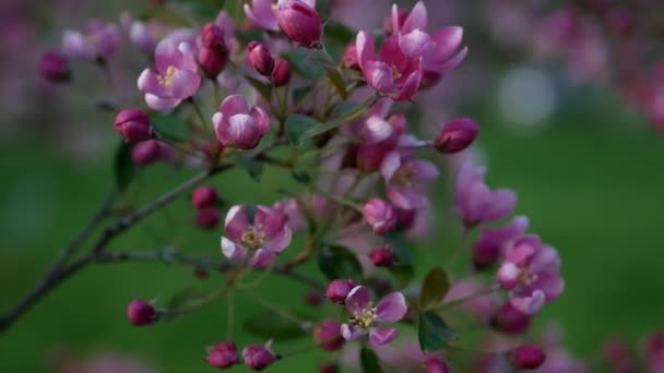 Apfelgarten Frühlingslandschaft Bei Sonnenuntergang Blühende Apfelbäume Mit Leuchtend Rosa Blüten — Stockvideo