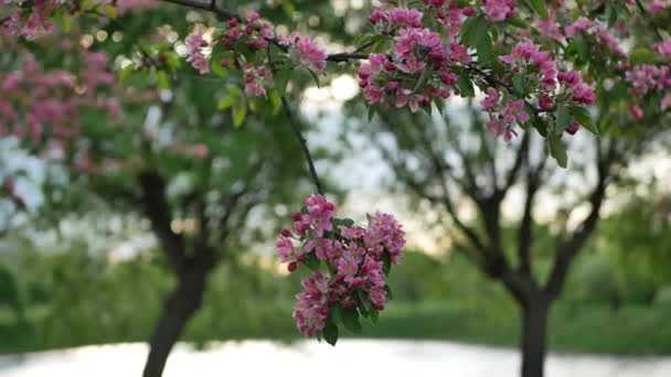 Äppelträdgård Vårlandskap Vid Solnedgången Blommande Äppelträd Med Ljusa Rosa Blommor — Stockvideo