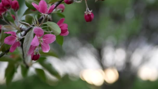 Elma Bahçesi Bahar Günbatımında Manzara Parlak Pembe Çiçekli Çiçek Açan — Stok video