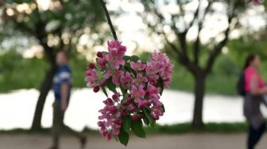 Spring landscape - a blossoming apple tree in the rays of the setting sun. Bright pink flowers on an apple tree against the background of a city park.