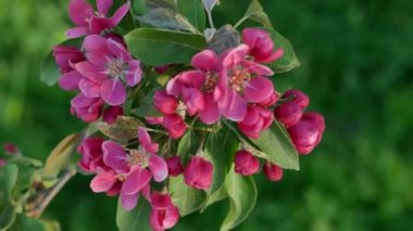 Spring landscape - a blossoming apple tree in the rays of the setting sun. Bright pink flowers on an apple tree against the background of a city park.