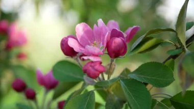 Spring landscape - a blossoming apple tree in the rays of the setting sun. Bright pink flowers on an apple tree against the background of a city park.