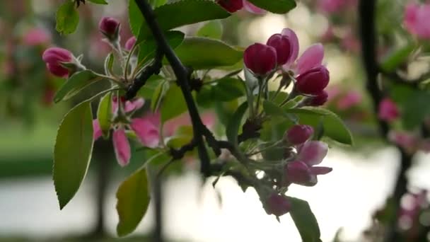 Spring Landscape Blossoming Apple Tree Rays Setting Sun Bright Pink — Wideo stockowe