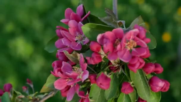 Spring Landscape Blossoming Apple Tree Rays Setting Sun Bright Pink — Stock Video