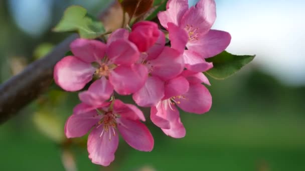 春の風景 夕日の光の中で開花リンゴの木 市内公園を背景に リンゴの木に鮮やかなピンクの花を咲かせます — ストック動画