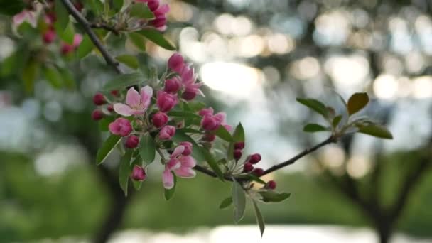 Paysage Printanier Pommier Fleurs Dans Les Rayons Soleil Couchant Fleurs — Video